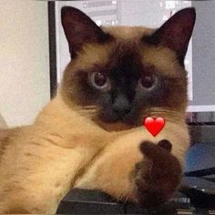 a siamese cat sitting on top of a computer keyboard with a red heart in its paws