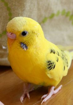 a yellow parakeet sitting on top of a wooden floor next to a pillow