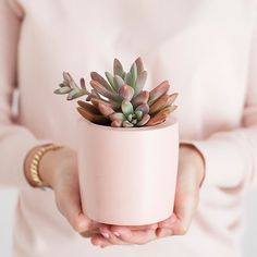 a person holding a small potted plant in their hands with the caption rockstardshome