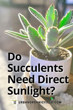 a potted plant with the words do succulents need direct sunlight?