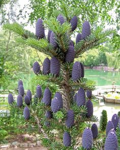 purple flowers are growing on the branches of a pine tree in front of a lake