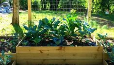 a garden filled with lots of green plants