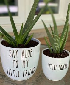 two potted aloei plants sitting on top of a table next to each other