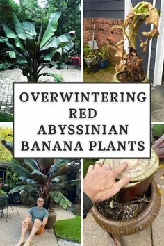 several different types of plants and trees with the words overwinting red abysssiann banana