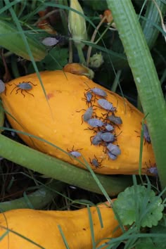 an image of squash bugs in the grass with text overlay that reads how to eliminating squash bugs