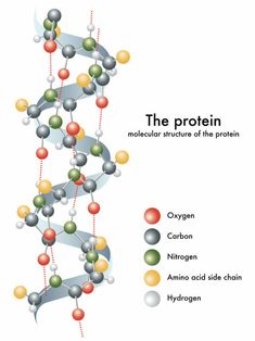 the structure of a protein, labeled in several different colors and sizes with names on each side