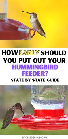 a hummingbird drinking from a bird feeder with the words, how early should you put out your hummingbird feeder? state by state guide