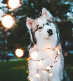 a husky dog is sitting on the grass with christmas lights around it's neck