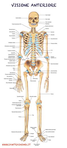 the human skeleton and its major bones, labeled in blue text on a white background