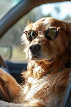 a golden retriever wearing sunglasses sitting in the driver's seat of a car