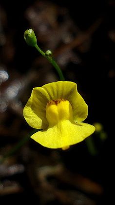 a yellow flower with green stems on a black background