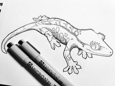 a drawing of an iguado lizard with two markers on it's side