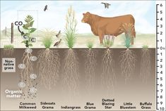 a diagram showing the life cycle of a cow and other animals in an area with plants