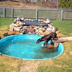 a dog jumping into a pool in the backyard