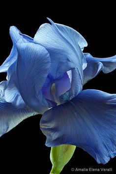 Blue Iris - Compost Rules. Flower Beauty, Beautiful Blooms, Blue Flower, Amazing Flowers