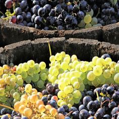 bunches of grapes are sitting on the ground