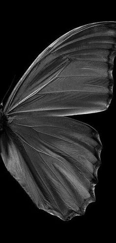 a black and white photo of a butterfly in the dark with its wings spread out