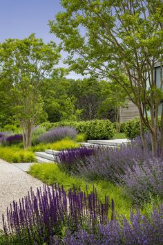 the garden is full of purple flowers and green trees, along with white gravel paths