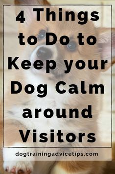 a brown and white dog with the words 4 things to do to keep your dog calm around visitors