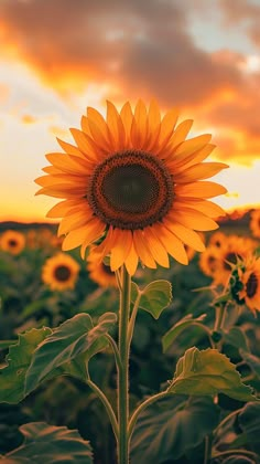 a large sunflower standing in the middle of a field