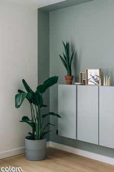 a potted plant sitting on top of a wooden floor next to a white cabinet