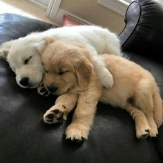 a dog sleeping on top of a black couch