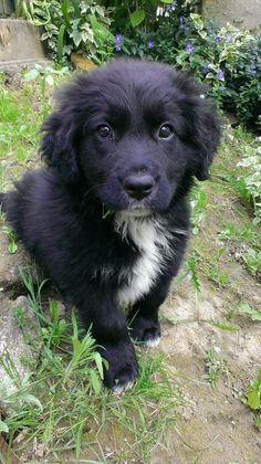 a black and white puppy sitting in the grass