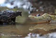 an alligator is in the water with it's mouth open and its reflection on the surface