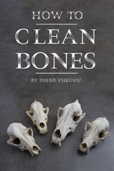 the cover of how to clean bones