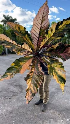 a person holding up a large leaf in the middle of a parking lot with other plants behind them