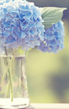 blue flowers in a glass vase on a table