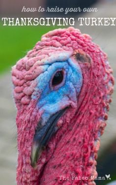 a close up of a turkey with the words how to raise your own thanksgiving turkey