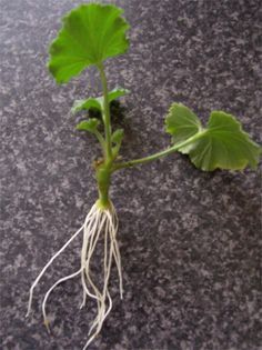 a plant with root and green leaves on the ground