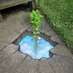 a small tree growing out of a hole in the ground