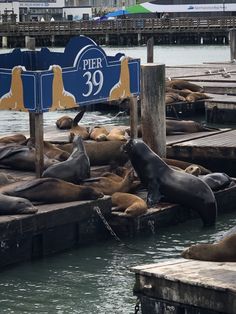 some sea lions are laying on the dock