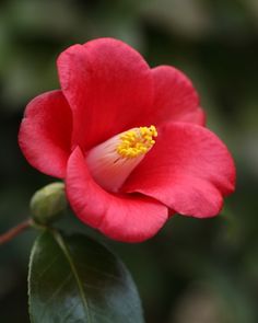 a red flower with yellow stamen on it's center and green leaves in the background