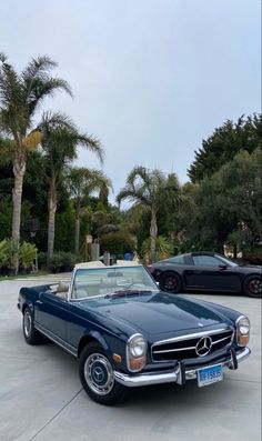 two cars parked in a parking lot next to palm trees