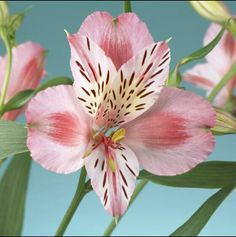 pink and white flowers with green leaves against a blue sky backgrounnd background