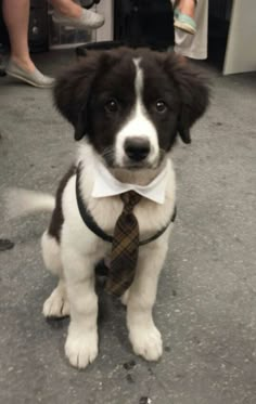 a small dog wearing a tie and sitting on the ground in front of some people