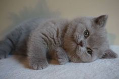 a grey kitten laying on top of a white blanket