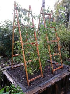 an outdoor garden with tomatoes growing in the ground and trelliss attached to it