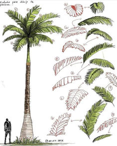 a drawing of a man standing next to a tall palm tree with lots of leaves on it