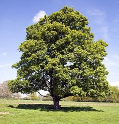 a large green tree sitting in the middle of a lush green field with blue skies