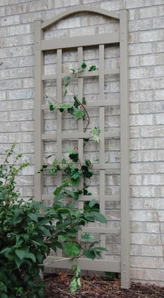 a plant growing out of the ground in front of a brick wall with a trellis on it