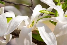 white flowers are blooming on a tree branch