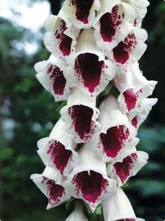 white and red flowers hanging from a tree