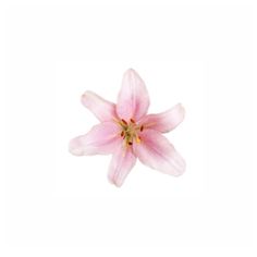 a single pink flower on a white background