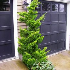 a tall green tree sitting in front of a garage door next to a planter