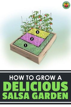 how to grow a delicious salsa garden with instructions for growing tomatoes, peppers and other vegetables