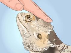 a close up of a bird being petted by a person's hand on a blue background